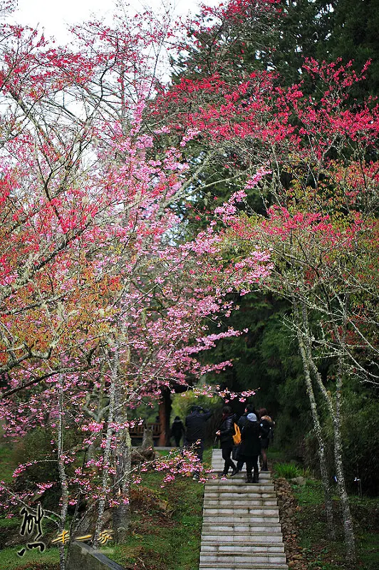 沼平車站|沼平公園櫻花季|嘉義阿里山國家森林遊樂區景點|阿里山櫻花季