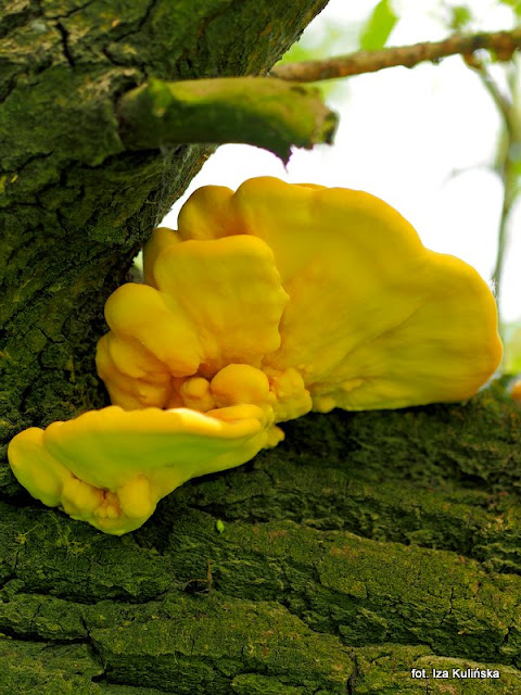 zolciak-siarkowy żółciak siarkowy, chicken of thr woods, grzyby