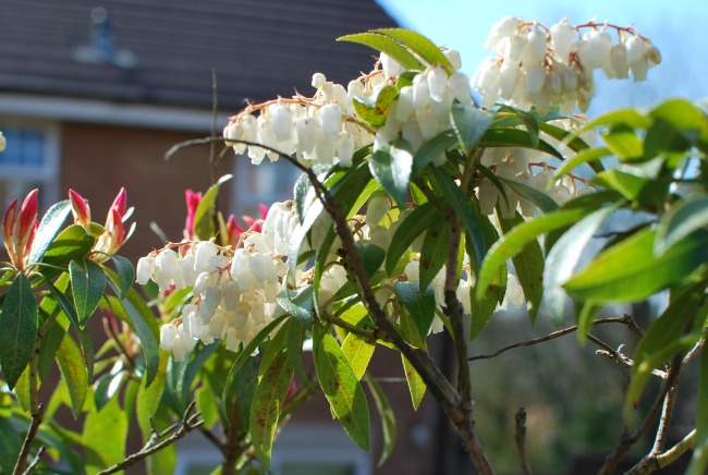 Bright Red New Leaves And White Flowers Of The Evergreen Pieris