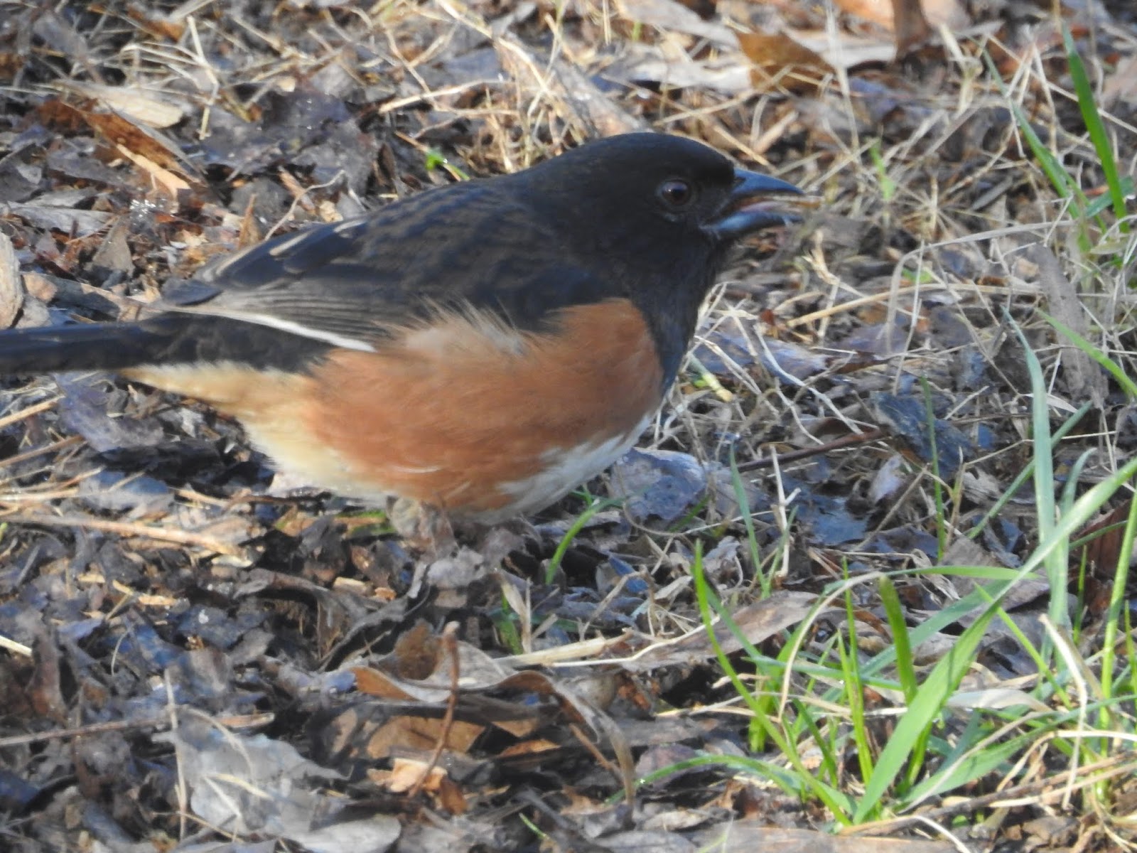Richard's Kentucky Bird Tracks Kentucky Birds Of Springtime 2019