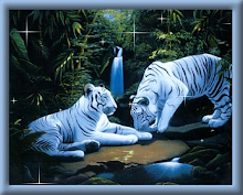 Beautiful Tigers!