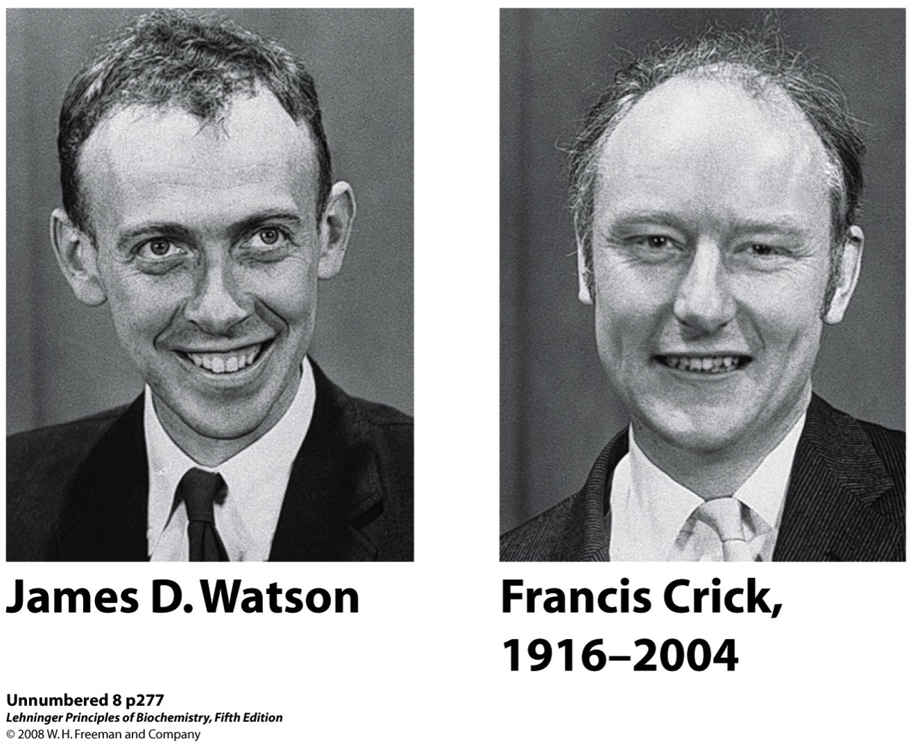 Дж крик. Дж Уотсон и ф крик. 1953 Уотсон и крик. Дж Уотсон ДНК.