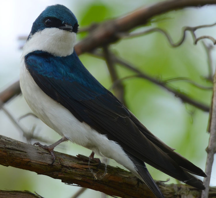 Tree Swallow (Tachycineta bicolor) with nesting material