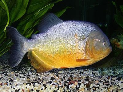 Piranha (Pygocentrus piraya) Piranha (Pygocentrus piraya)