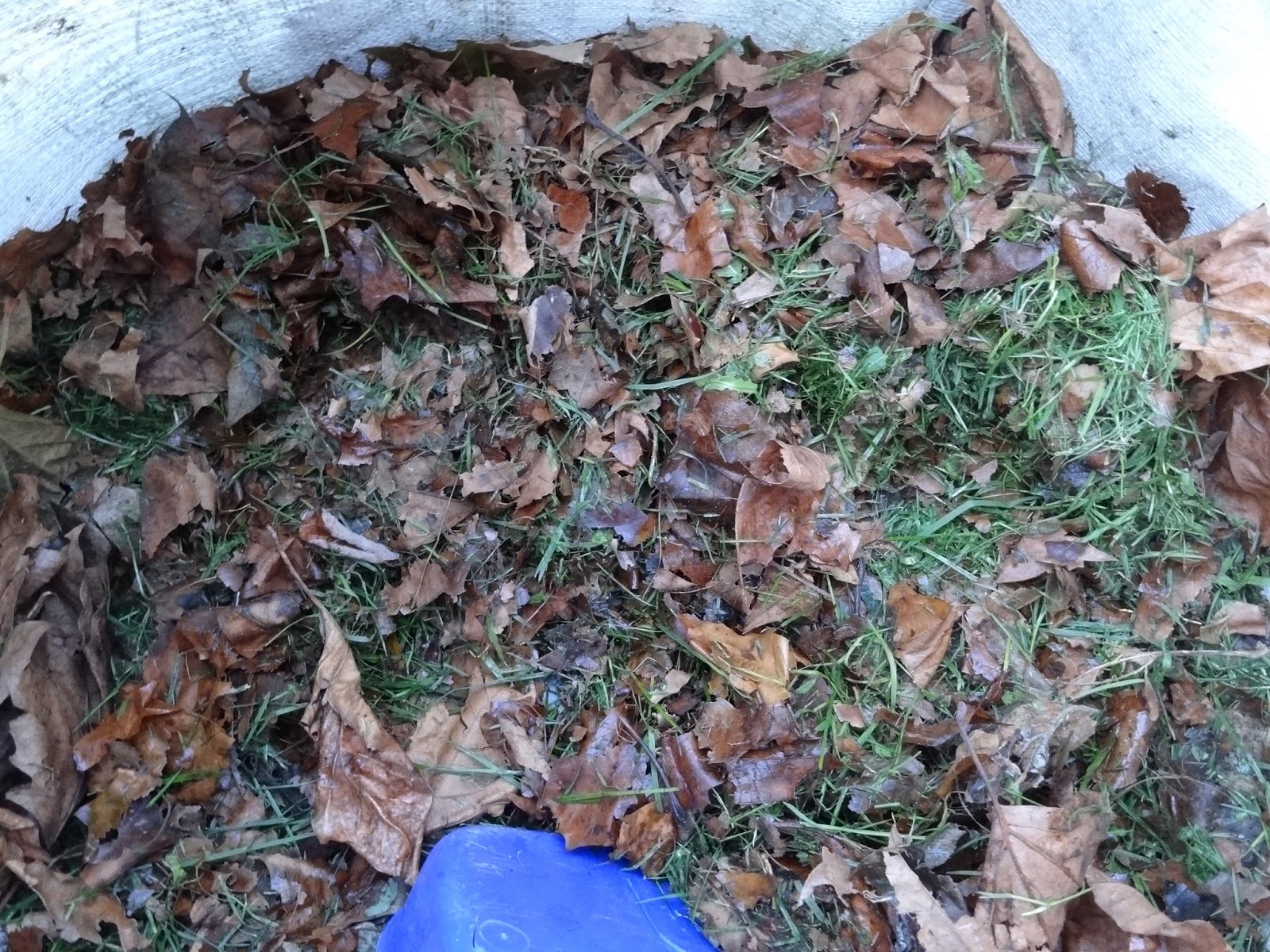 Down on the Allotment How to Compost Leaves