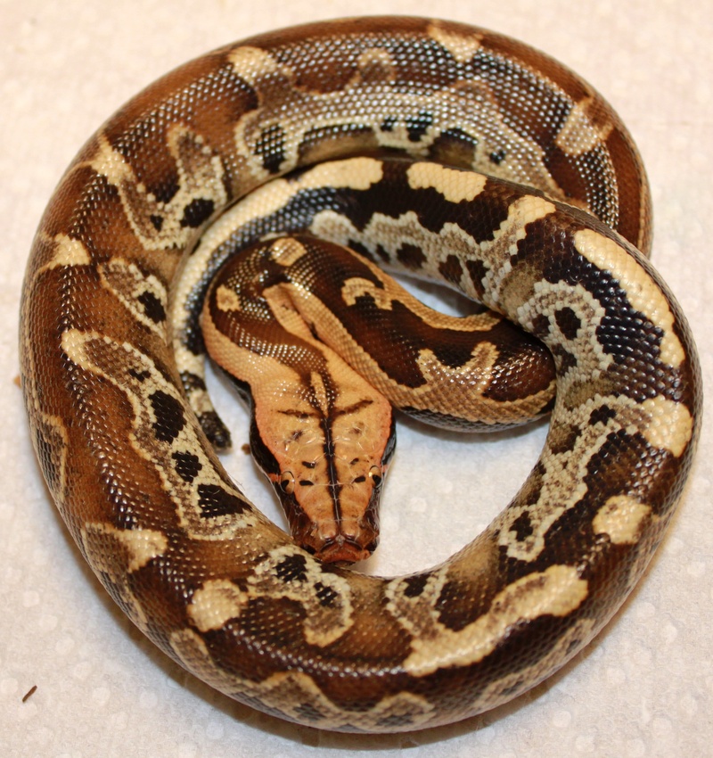 Borneo Short-Tailed Python