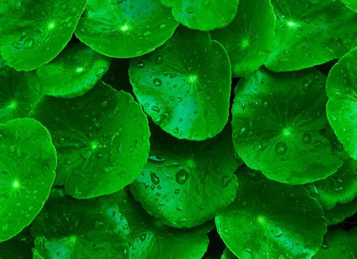 8 plantes et aliments pour éviter l'apparition précoce des rides 8 plantes et aliments pour éviter l'apparition précoce des rides