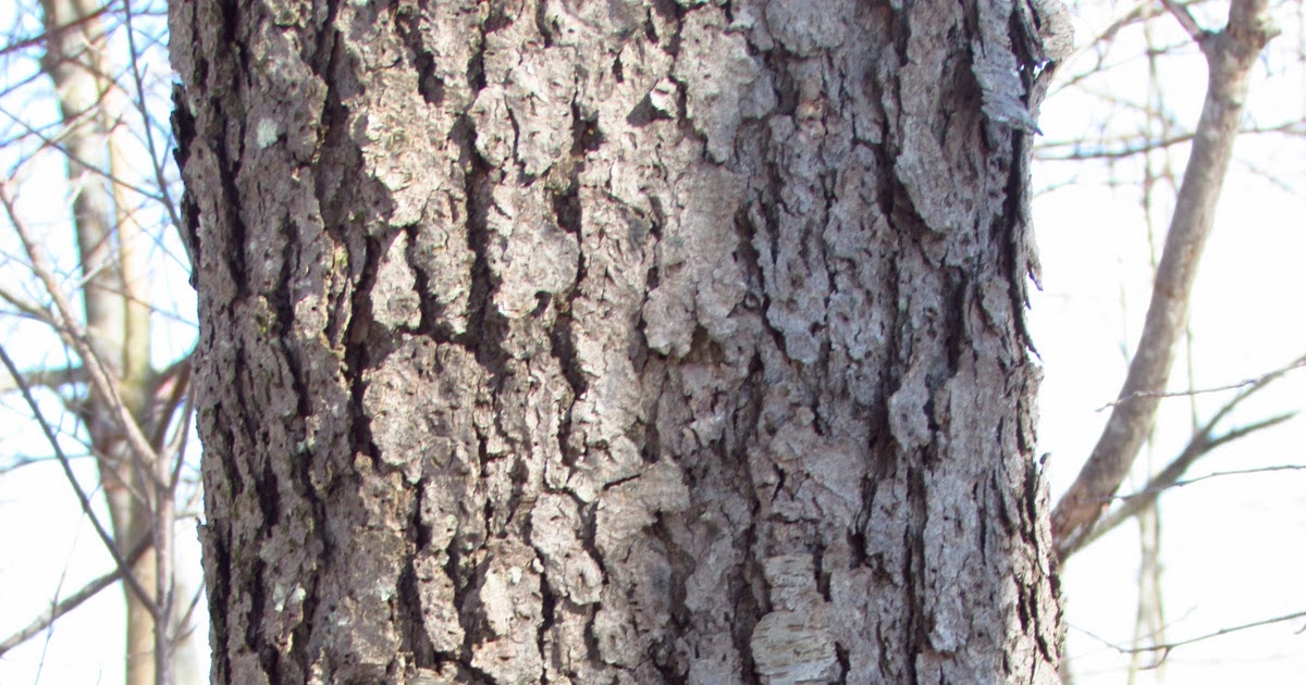 survey-of-the-land-hardwood-tree-identification