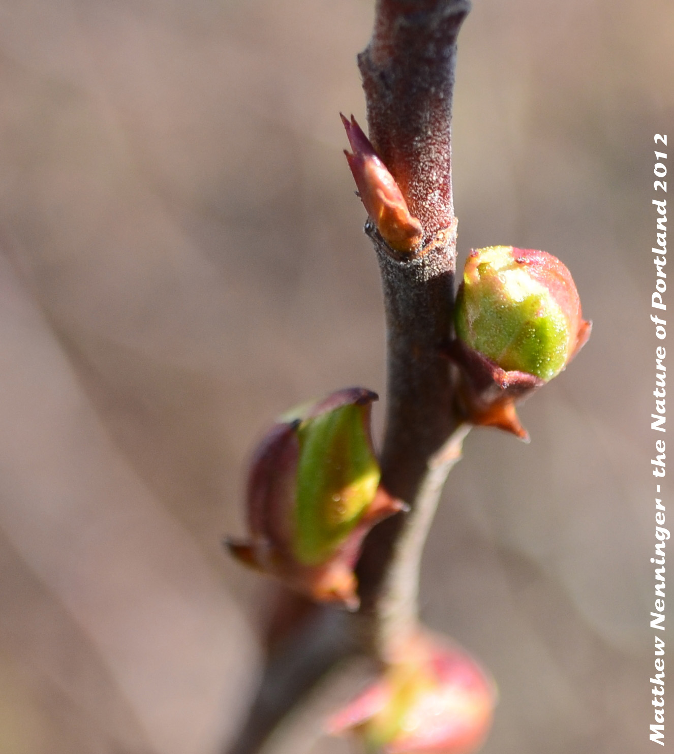the Nature of Portland Portland's Native Plants Spring to Life