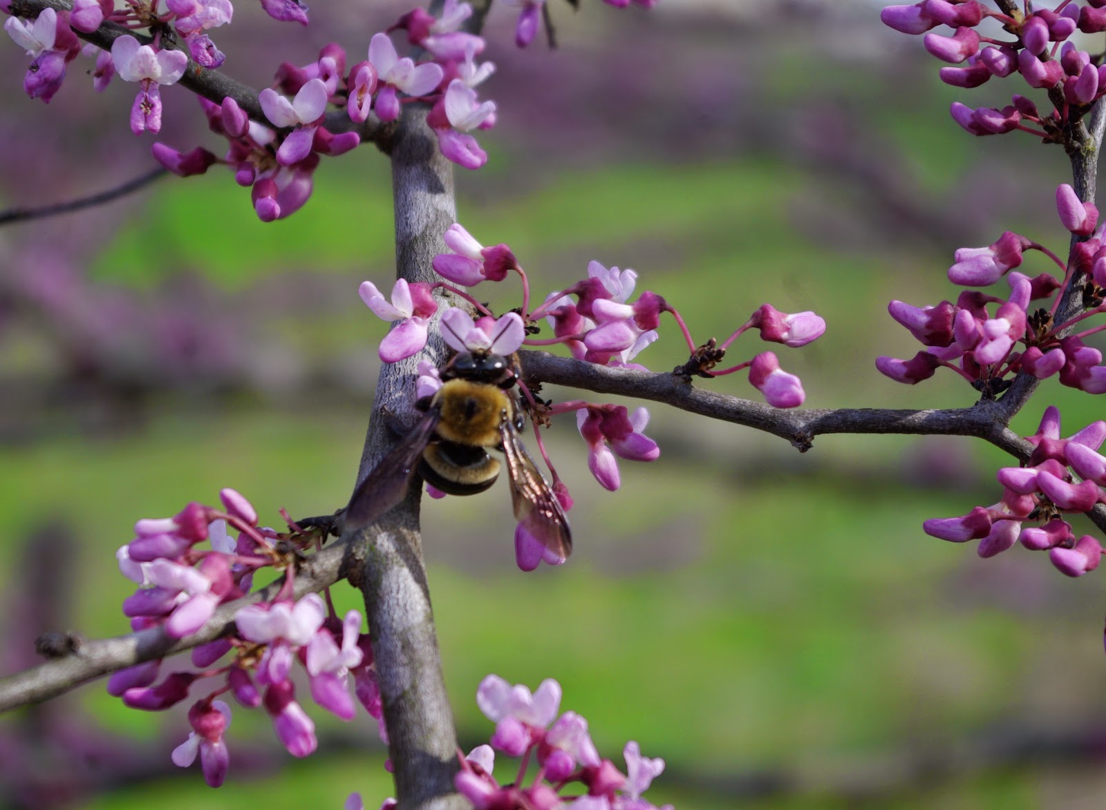 sweetbay: April 2013