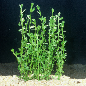 Bacopa Monnieri Bacopa Monnieri
