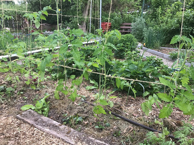Freilandtomaten und das Erdbeerbeet (c) by Joachim Wenk Freilandtomaten und das Erdbeerbeet (c) by Joachim Wenk