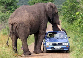 Ketika Gajah Menyerang Kendaraan dan Manusia