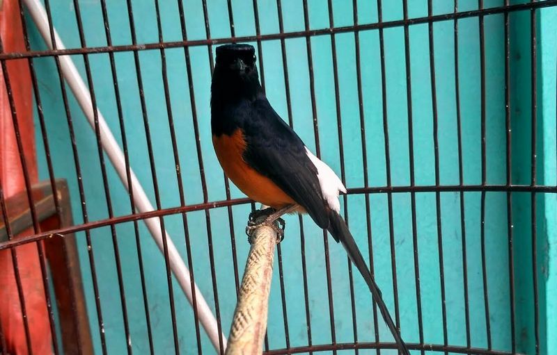 Gambar Paruh Murai Batu Yang Bagus / √ Jenis Burung Murai Batu Yang