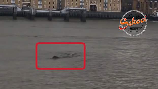 Monster nessie