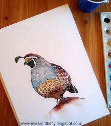 quail california fly