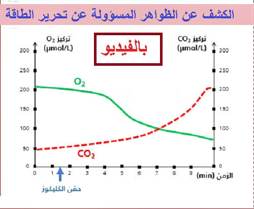 الكشف عن الظواهر المسؤولة عن تحرير الطاقة و موقعها دروس مادة علوم الحياة و الارض الثانية باك