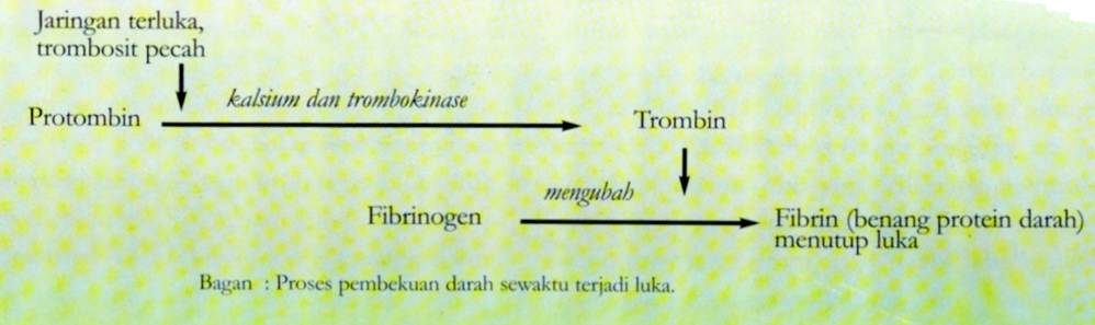 Pendidikan Dan Pembelajaran: Kamus Biologi : Pengertian Protista ...