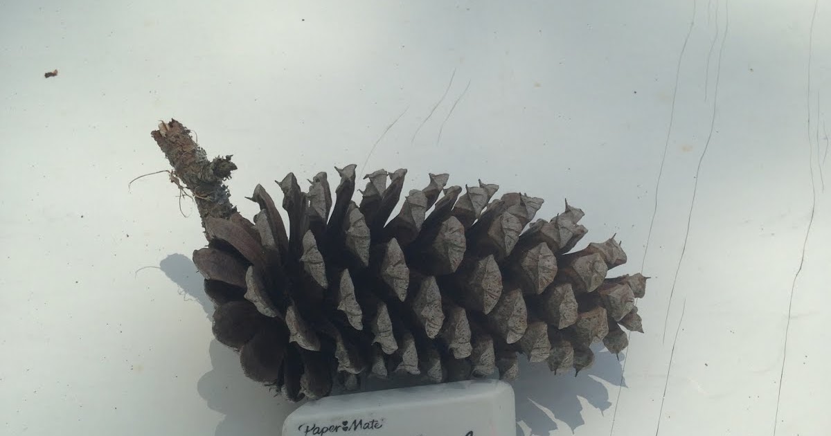 Ap Biology Gymnosperm cone