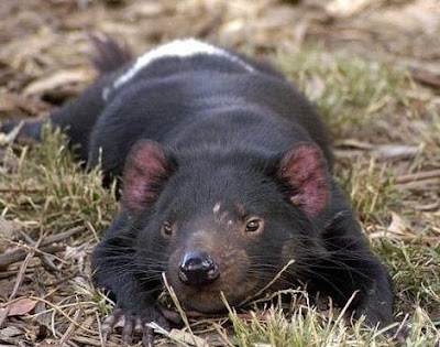 Animals Unique: Tasmanian Devil