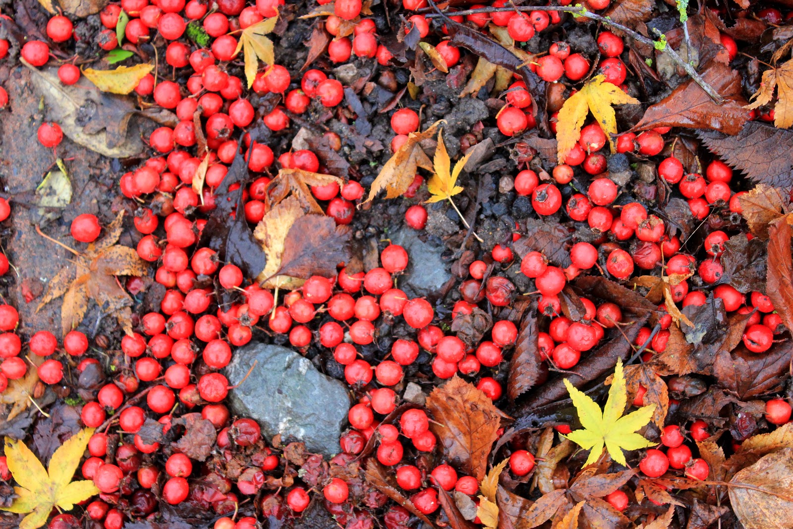 Red, Amber, Lime | The Quince Tree