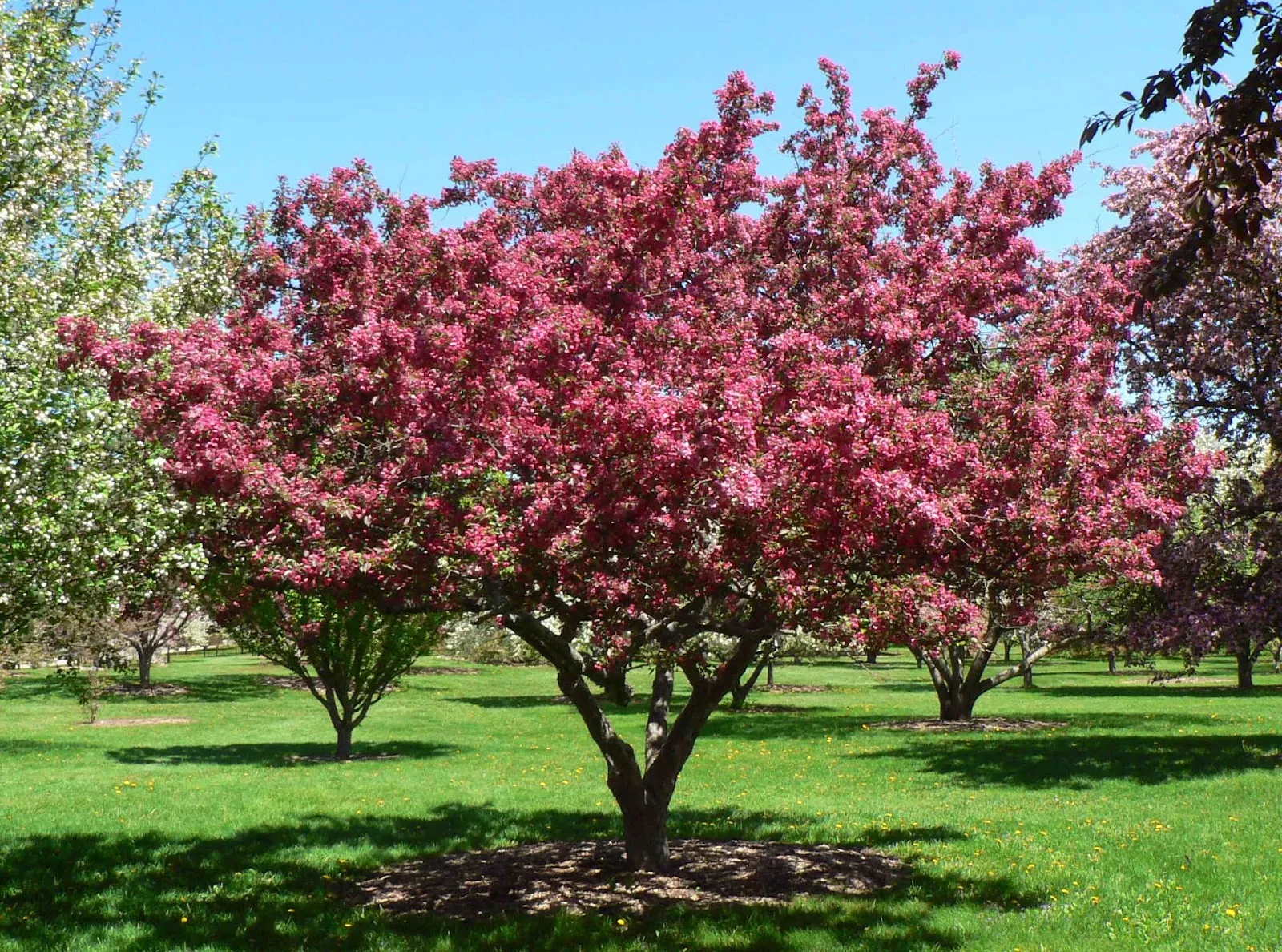 Stunning Types Of Flowering Crabapple Trees View for Your Screen