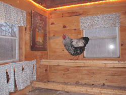 chicken coop chick supplemental inside why should lights christmas chickens backyard coops rope string need timer hang solar door run