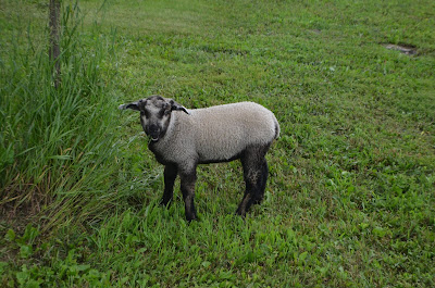 Gizem thought the long grass around the trees was great (photo property of Trisha)