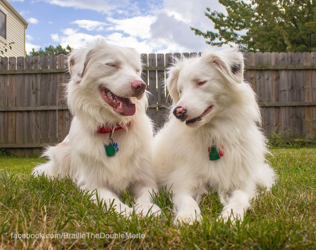 Dog Portrait Photography Keller, Braille and friend Ozzie, the Double