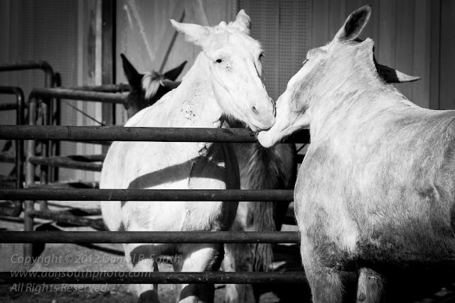 a photo of two mules kissing in the grand canyon village