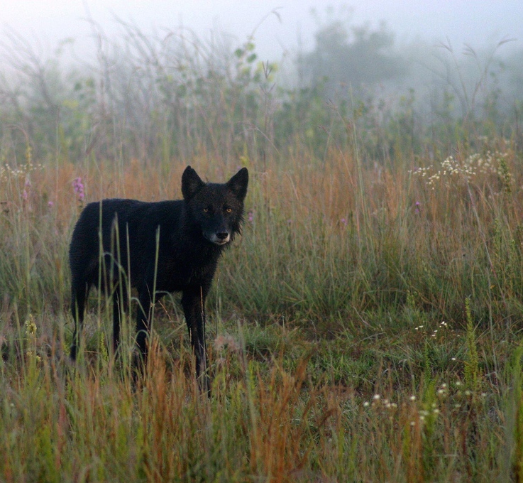 Rick Lamplugh Keeping Wolves Alive in Montana (Part 1)