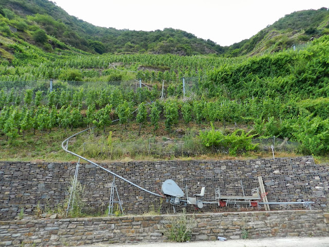 uvas Riesling uvas Riesling