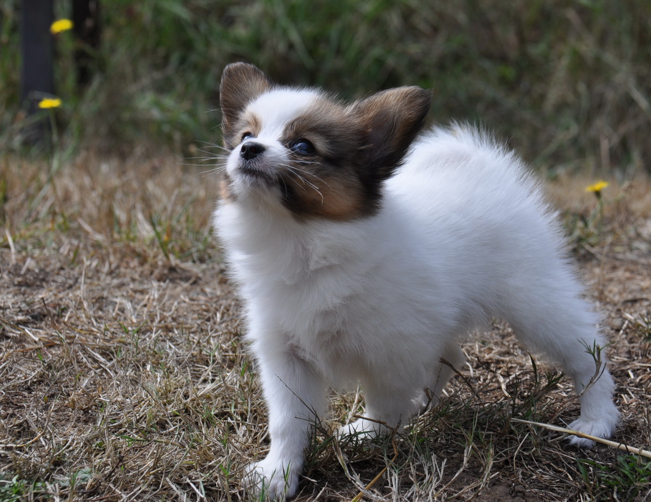 Road's End Papillons Papillon Puppies 6.5 Weeks