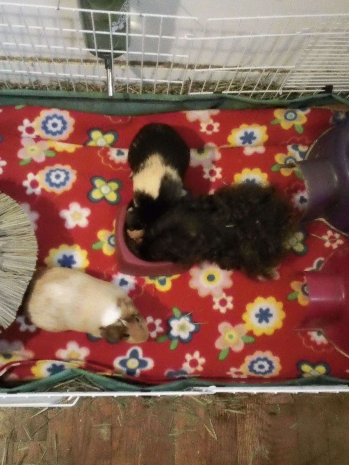 Cavy Savvy A Guinea Pig Blog Ask a Guinea Pig Can Guinea Pigs Have