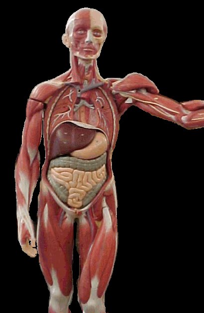 искусственно выведенный человек