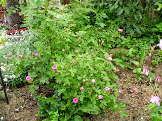 Pompon de Bourgogne (Rosa centifolia) Pompon de Bourgogne (Rosa centifolia) (c) Joachim Wenk