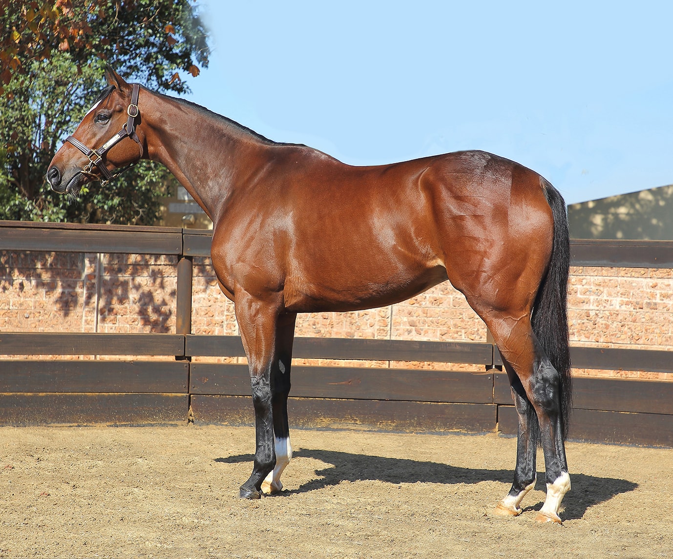 Abashiri (photo credit: Gold Circle) Abashiri - Horse Profile - Breeder: Lammerskraal Stud - Sire: Go Deputy (USA) - Dam: Donya by Elliodor (FR) - (photo credit: Gold Circle)