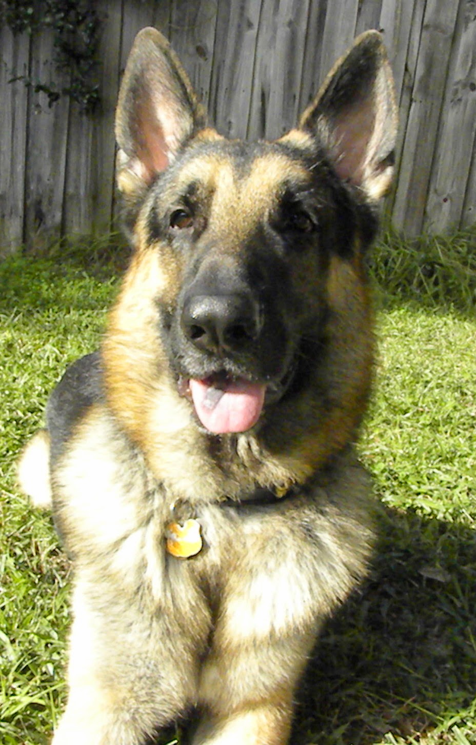 Kelley's Dog Blog Painted Jedi