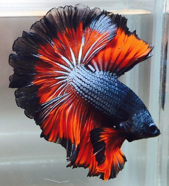 Nama-nama Warna Ikan Hias Cupang - Catatan Si Singa