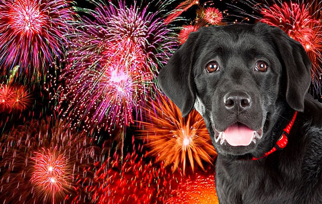 at what age do puppies calm getting dogs through noise phobias australian lover at what age do puppies calm getting dogs through noise phobias australian lover
