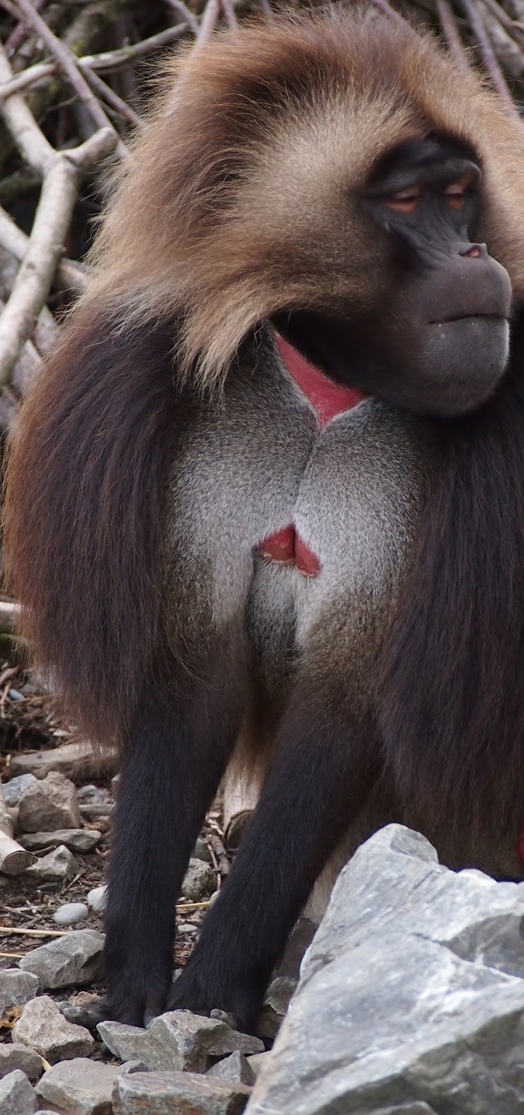 A blood breast baboon.