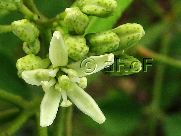 Closeup, Flower, Curry Leaf Plant