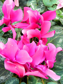 Allan Gardens Conservatory 2014 Spring Flower Show pink stirling cyclamen by garden muses-not another Toronto gardening blog