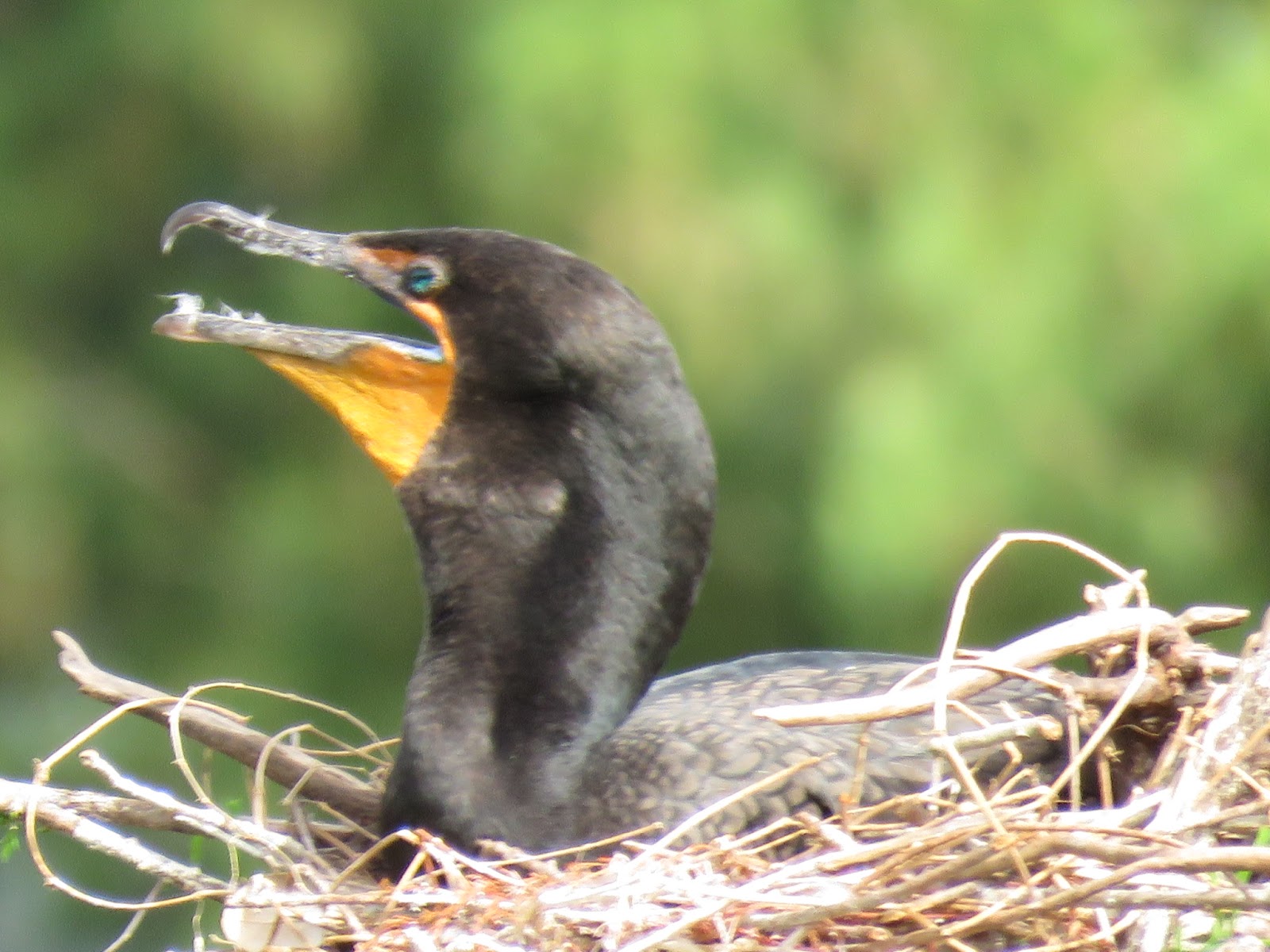 Bird & Travel Photos, Birding Sites, Bird Information DOUBLECRESTED