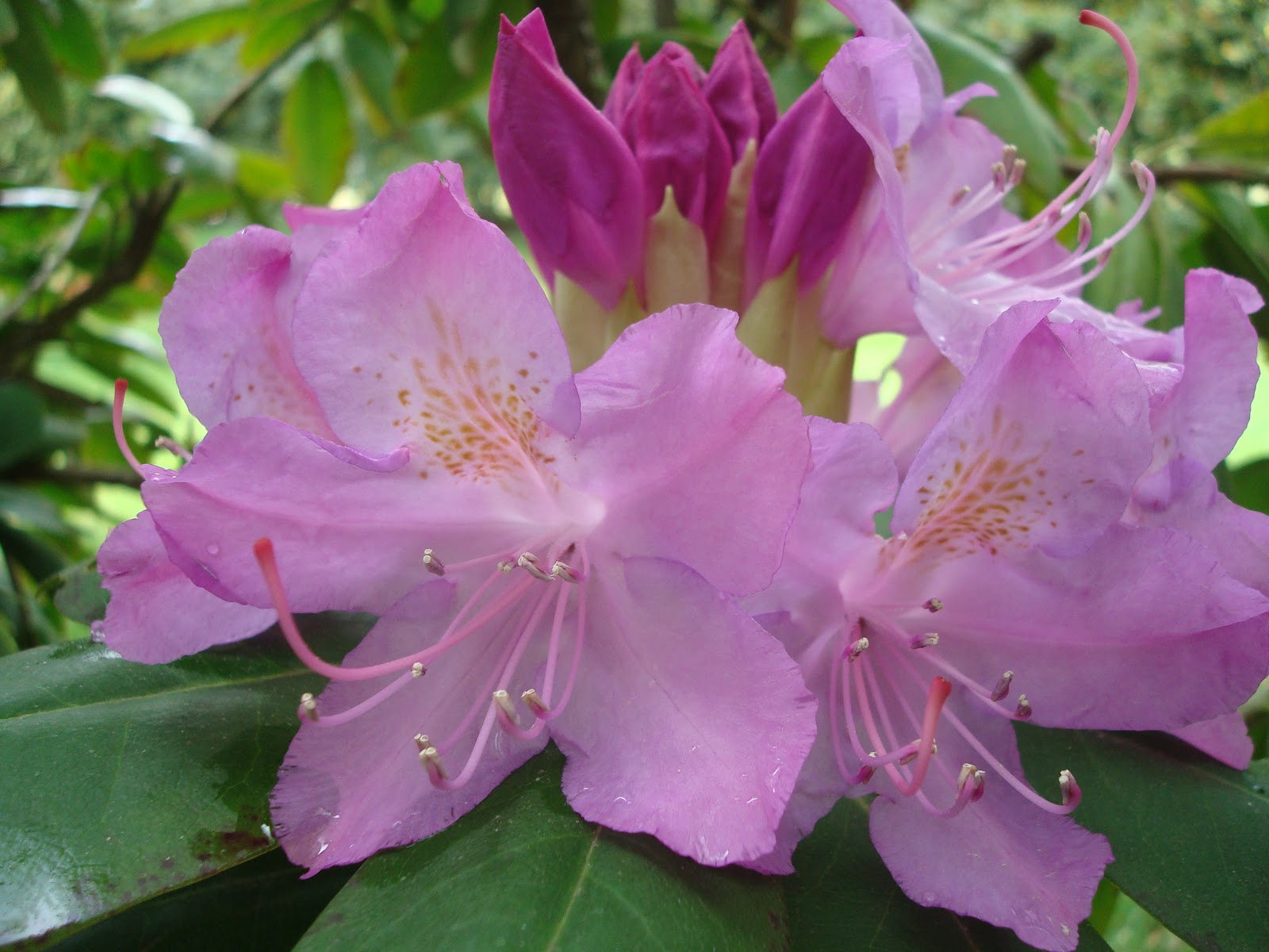 Love, Joy and Peas Tulips, Fire Poker Lilies, Japanese Maple & More