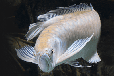 Berbagai Penyakit Ikan Arwana Beserta Penyebab Dan Cara Penyembuhannya