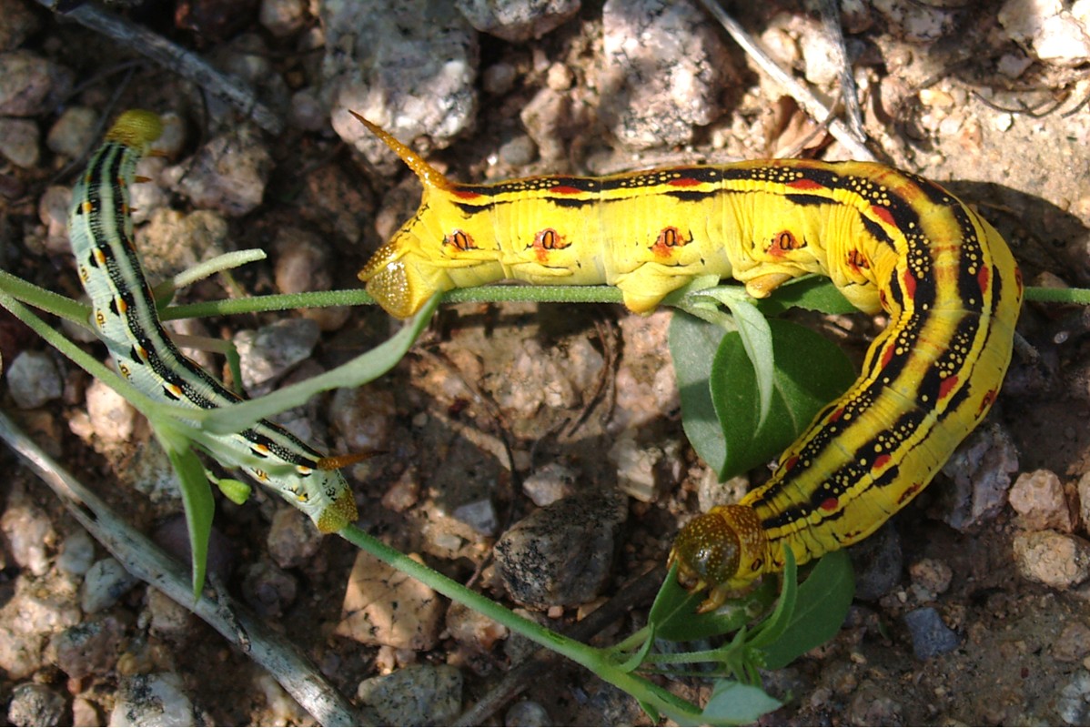 Arizona Beetles, Bugs, Birds and more Color variations of the