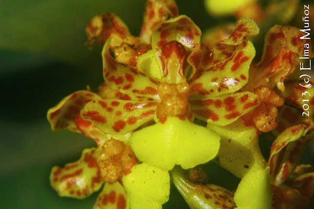 Orquideas : Lopiaris nana