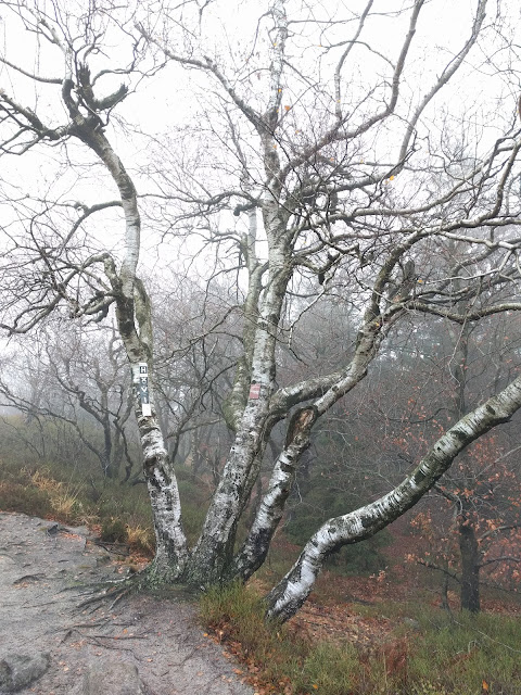 Birken am Wegesrand Birken Nebel Egge