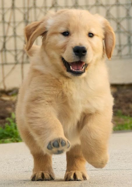 Top 5 Beautiful Golden Retriever Puppies